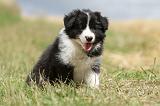 BORDER COLLIE 671